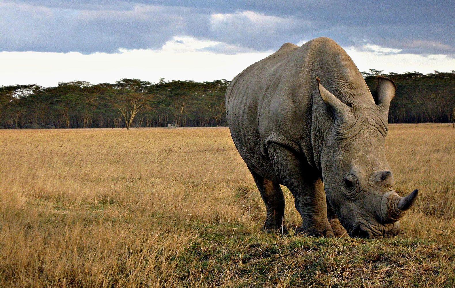 Rhinoceros Wallpapers Wallpaper Cave