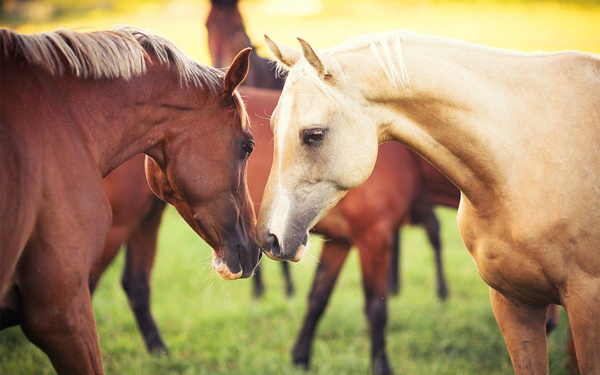 Beautiful Autumn Horses Wallpapers Wallpaper Cave