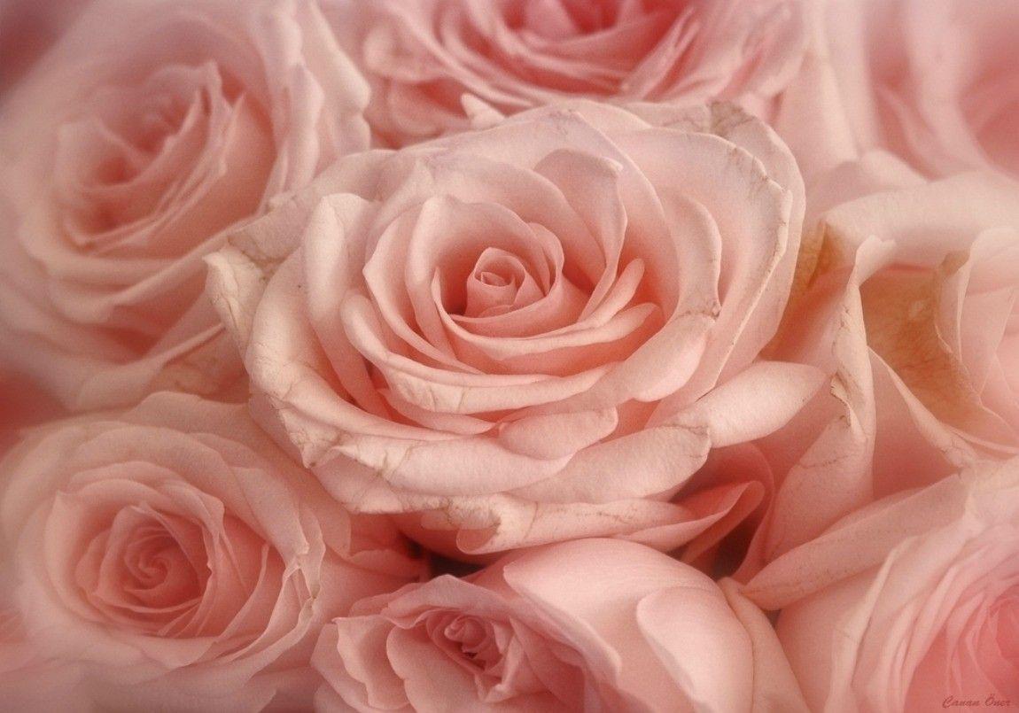 Gold Rose Wallpapers Wallpaper Cave