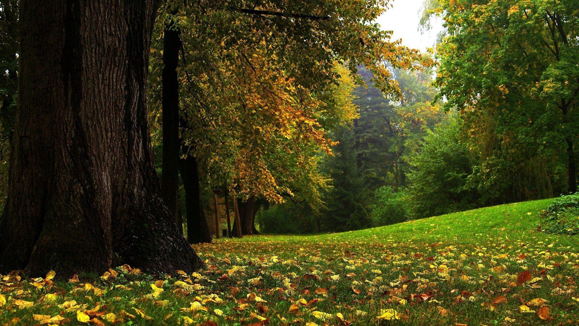 Bosque Wallpapers Wallpaper Cave