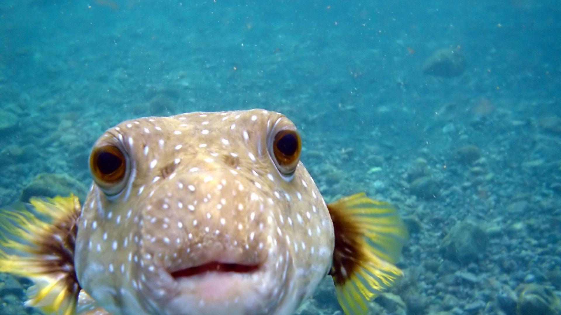 Sea Fish Wallpapers Wallpaper Cave