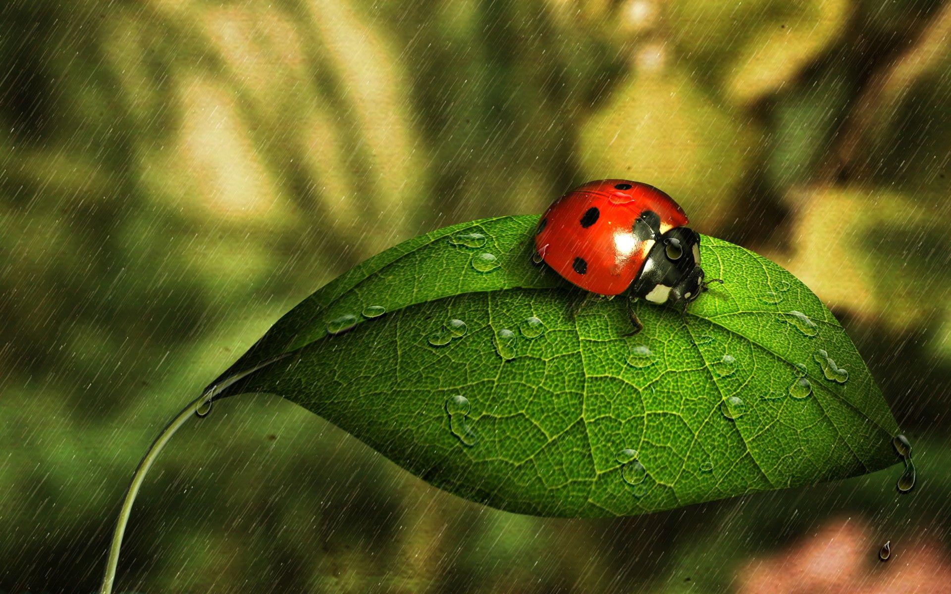 Ladybird Wallpapers Wallpaper Cave