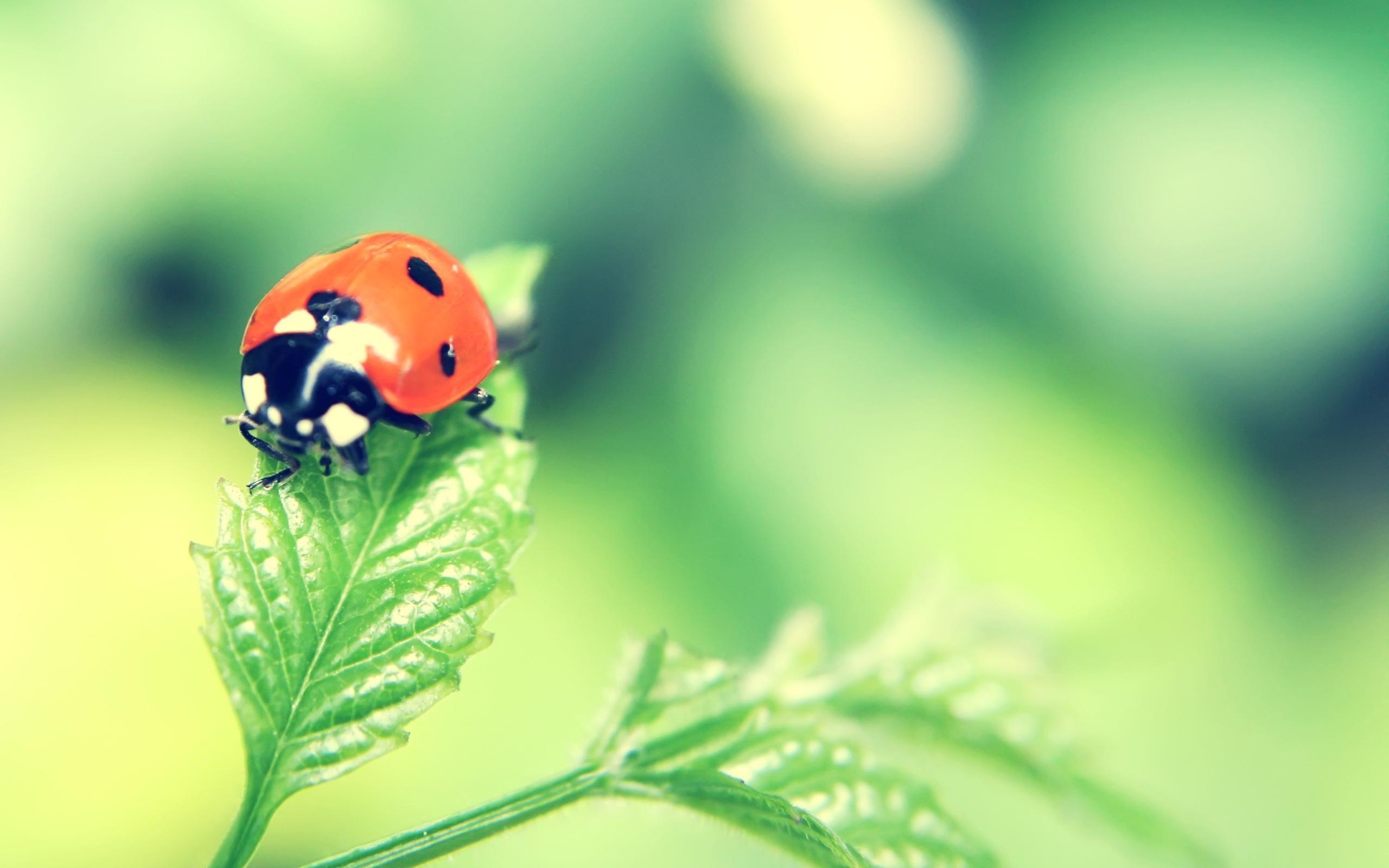 Ladybird Wallpapers Wallpaper Cave