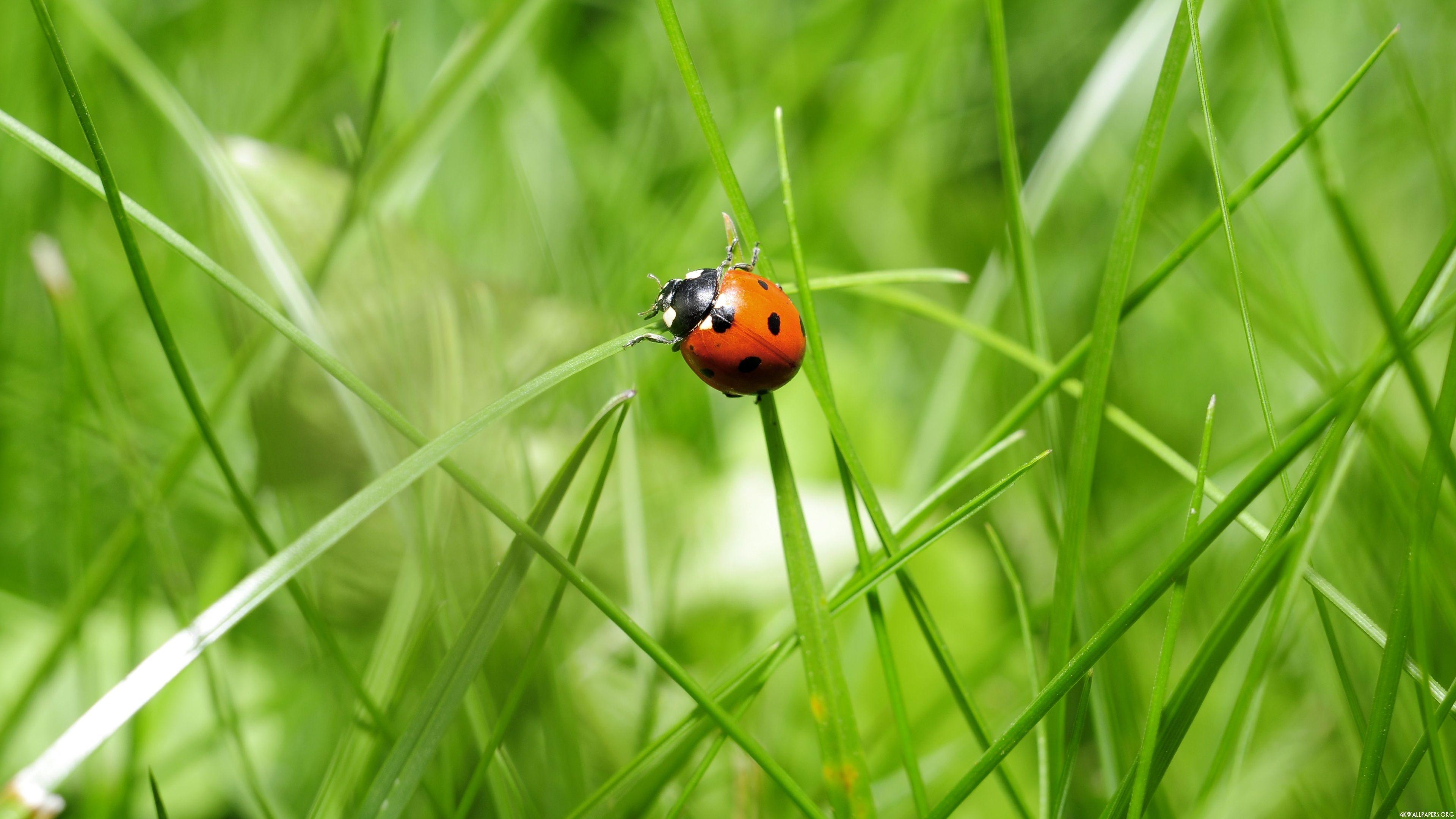 Ladybird Wallpapers Wallpaper Cave