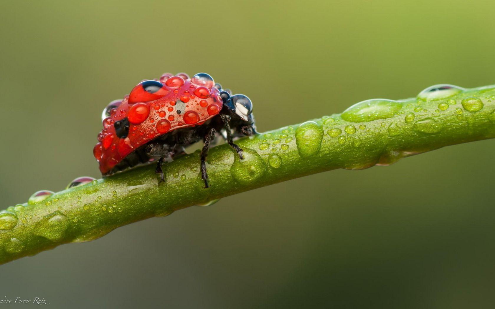 Ladybird Wallpapers Wallpaper Cave