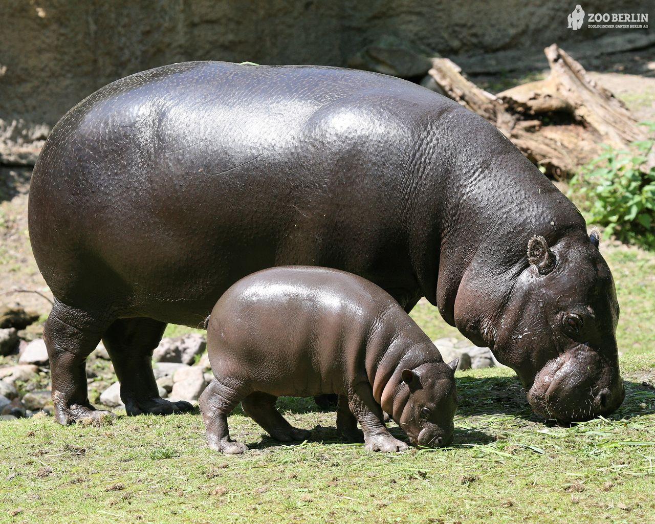 Hippopotamuses Wallpapers Wallpaper Cave