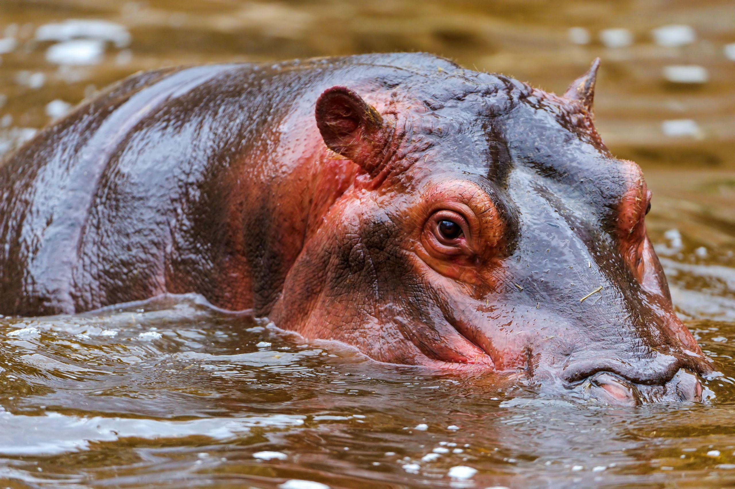 Hippopotamuses Wallpapers Wallpaper Cave