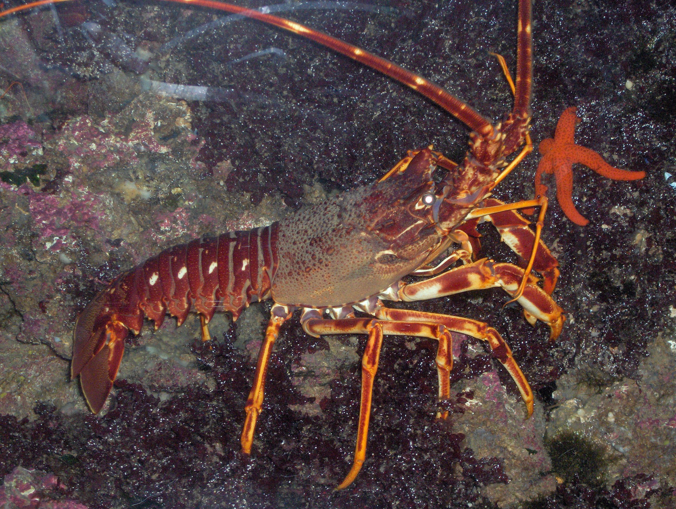 Lobster Wallpapers Wallpaper Cave