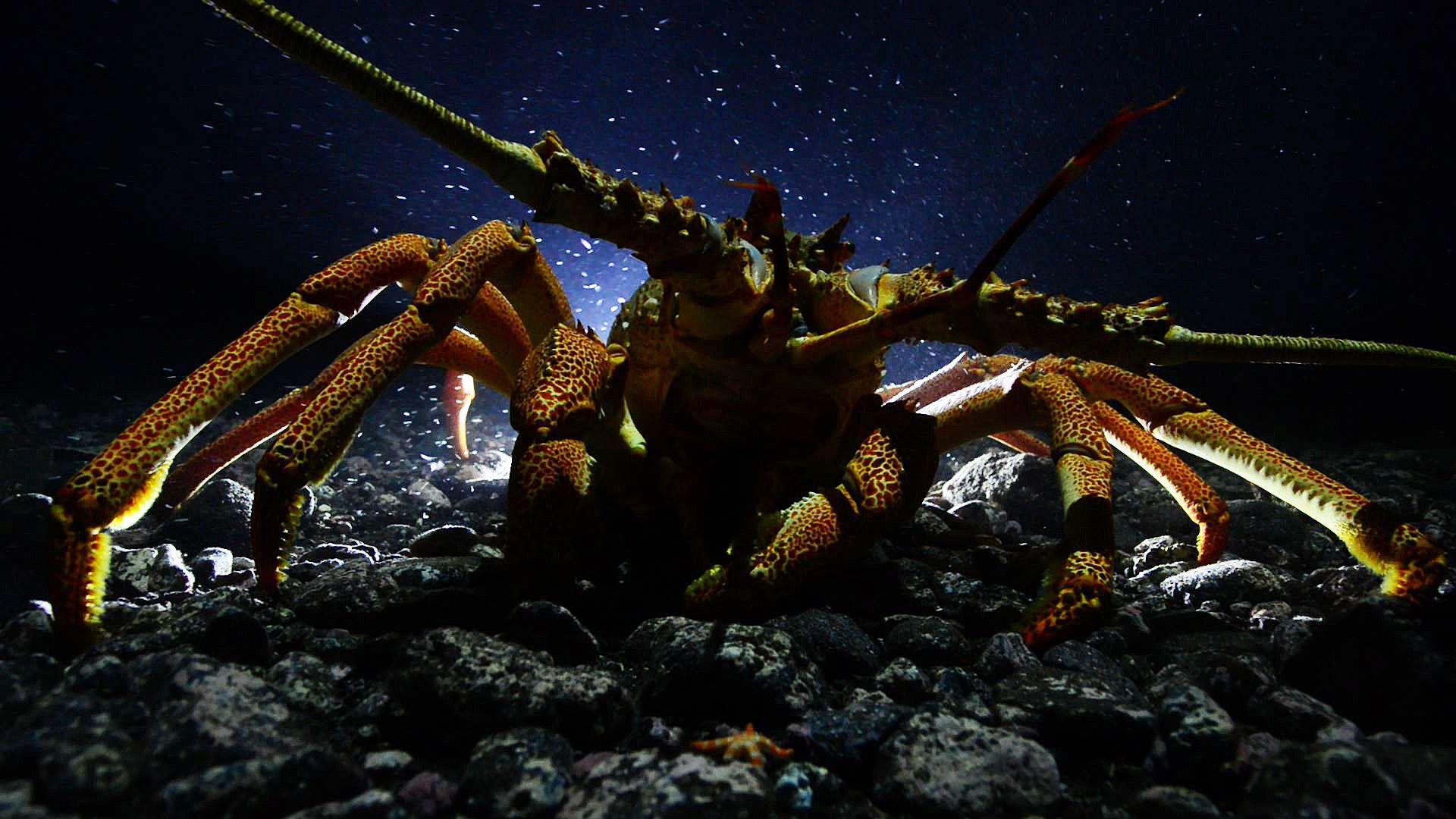 Lobster Wallpapers Wallpaper Cave