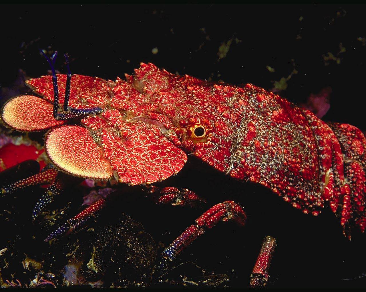 Lobster Wallpapers Wallpaper Cave