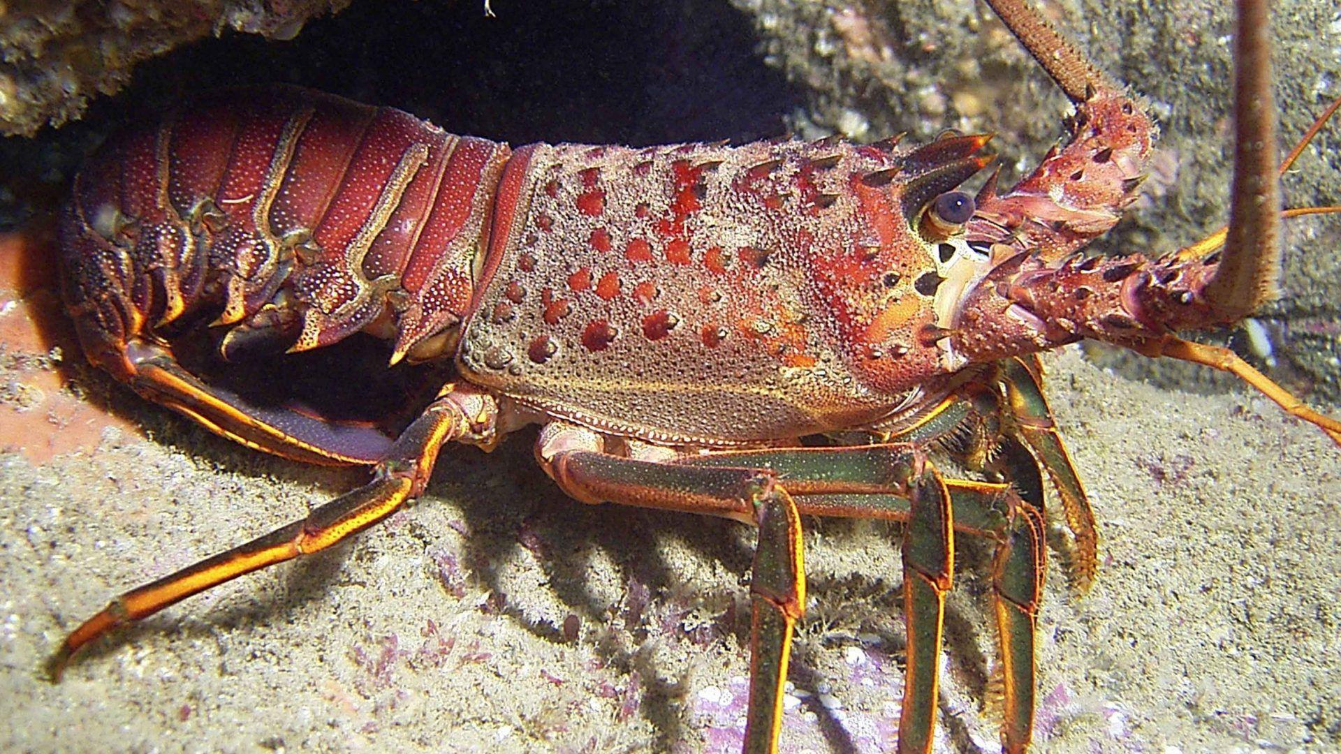 Lobster Wallpapers Wallpaper Cave