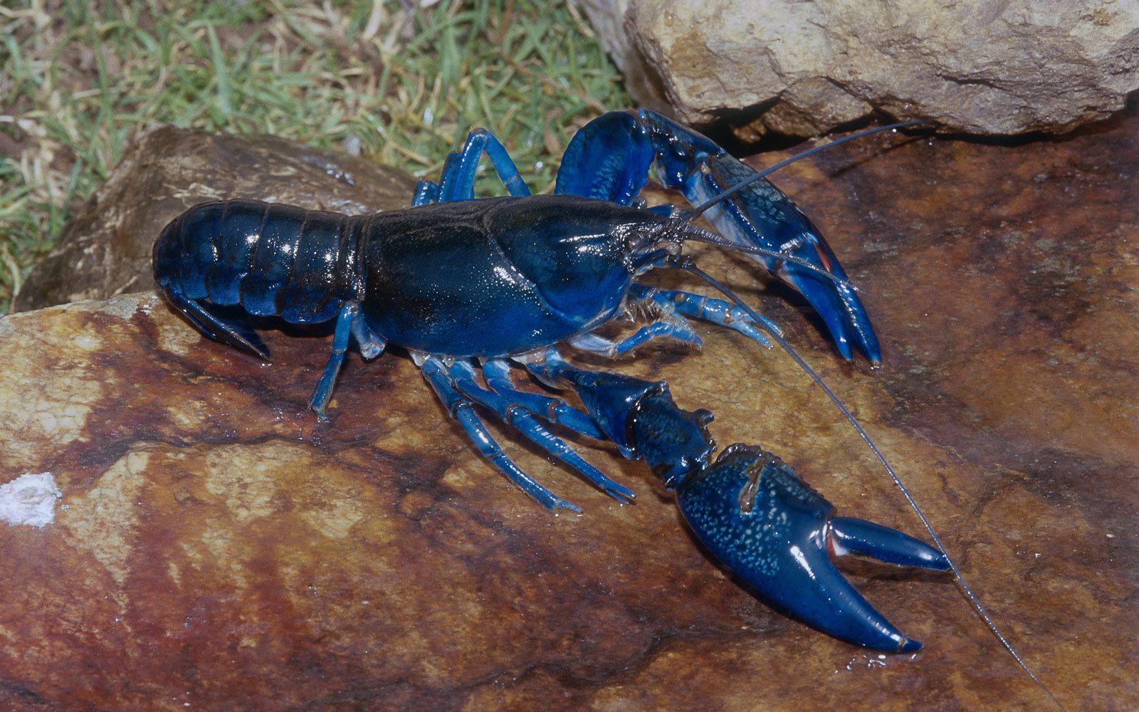 Lobster Wallpapers Wallpaper Cave