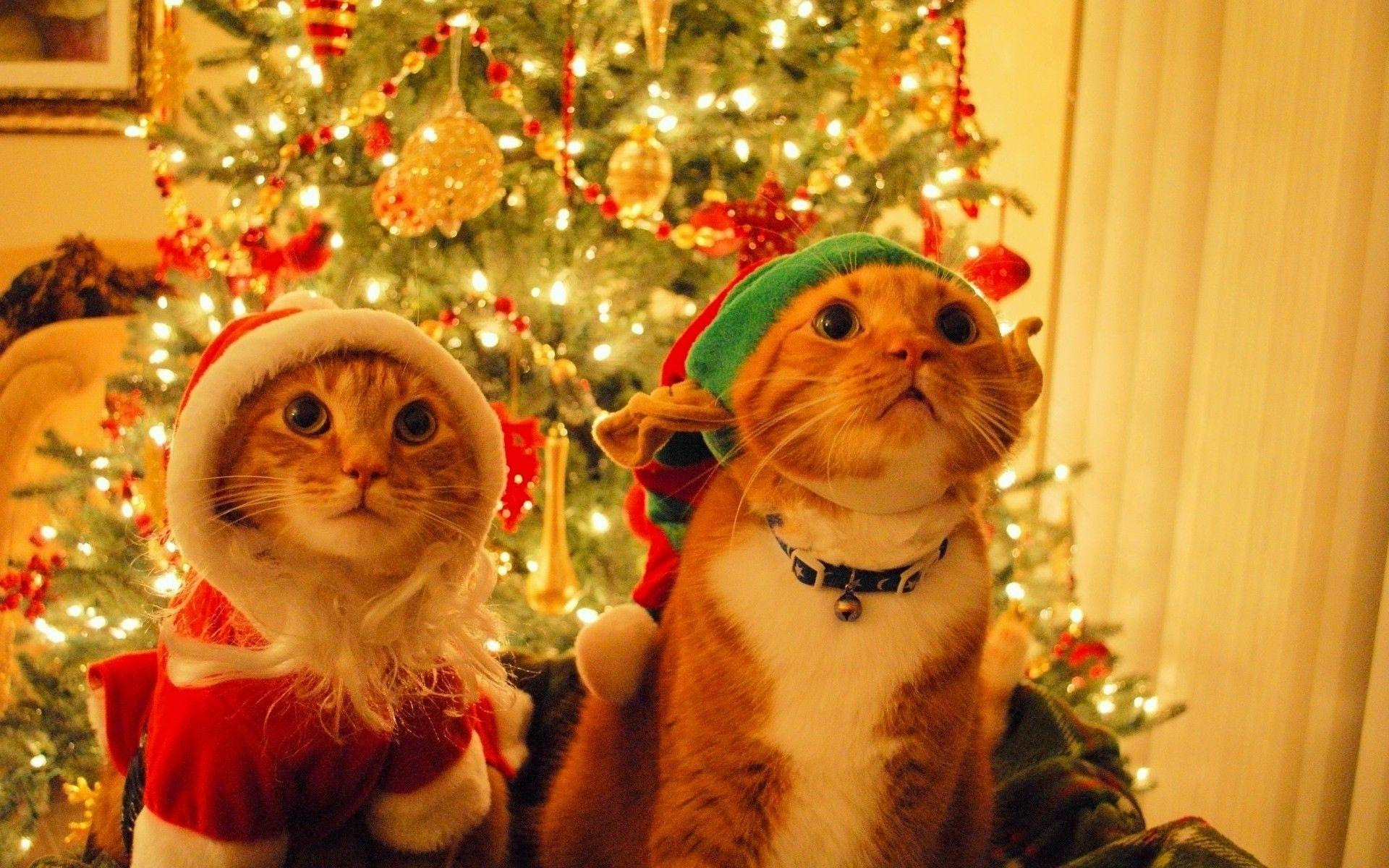 Christmas Cats Wallpapers Wallpaper Cave