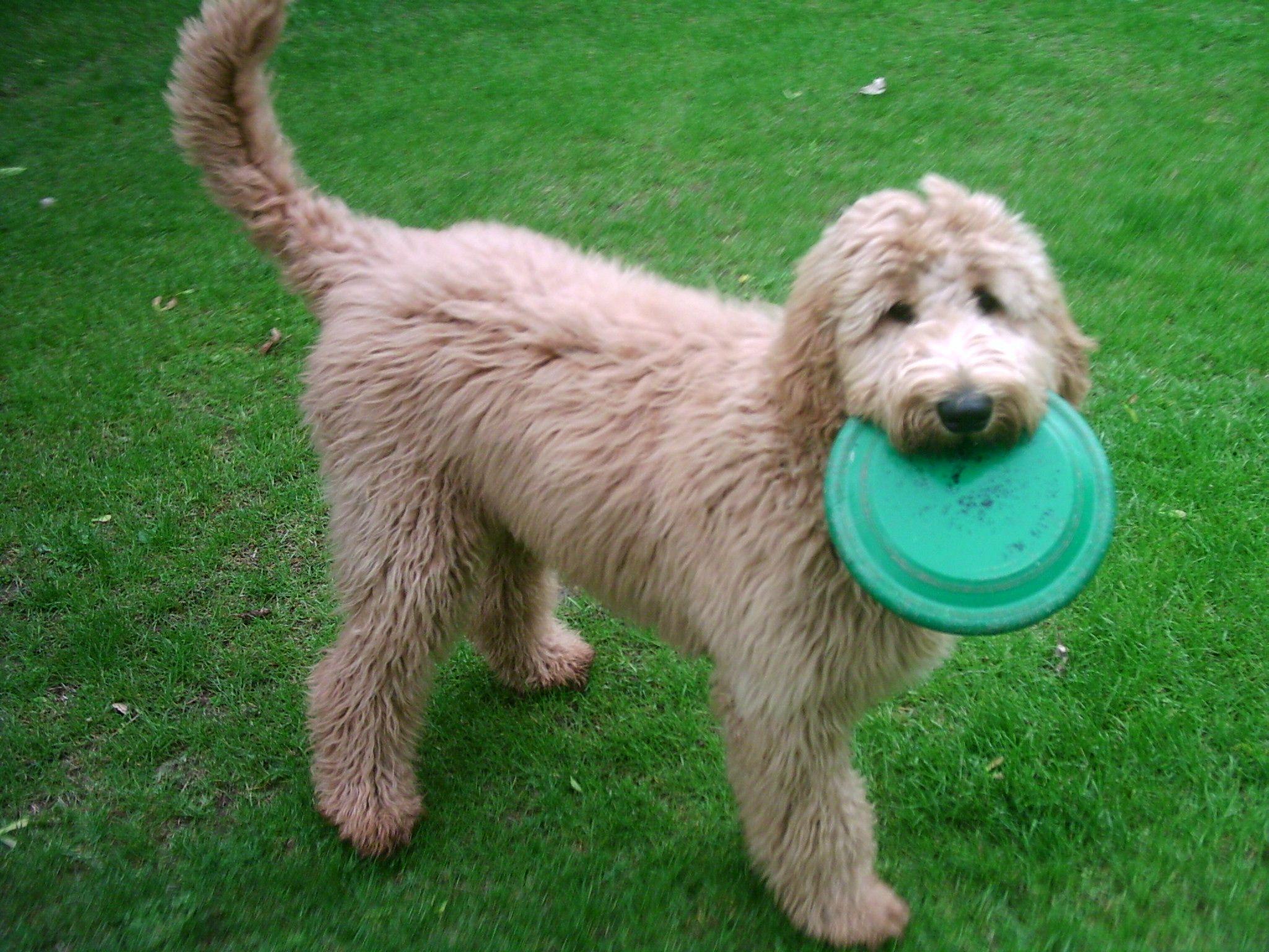 Labradoodle Wallpapers Wallpaper Cave