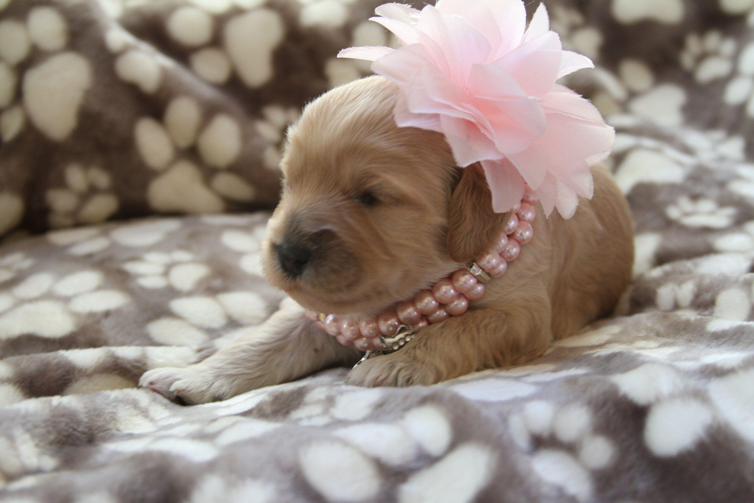 Labradoodle Wallpapers Wallpaper Cave