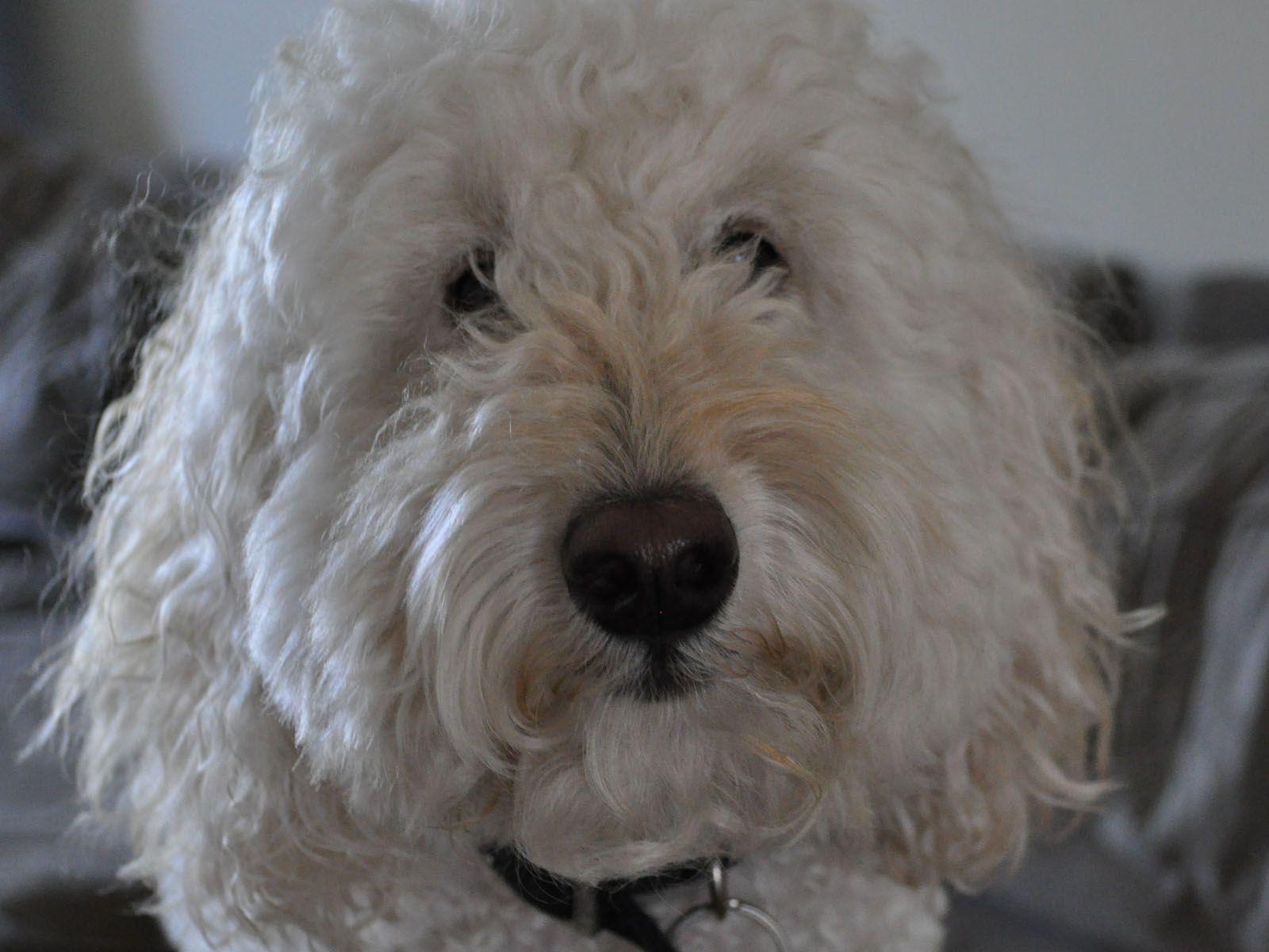 Labradoodle Wallpapers Wallpaper Cave