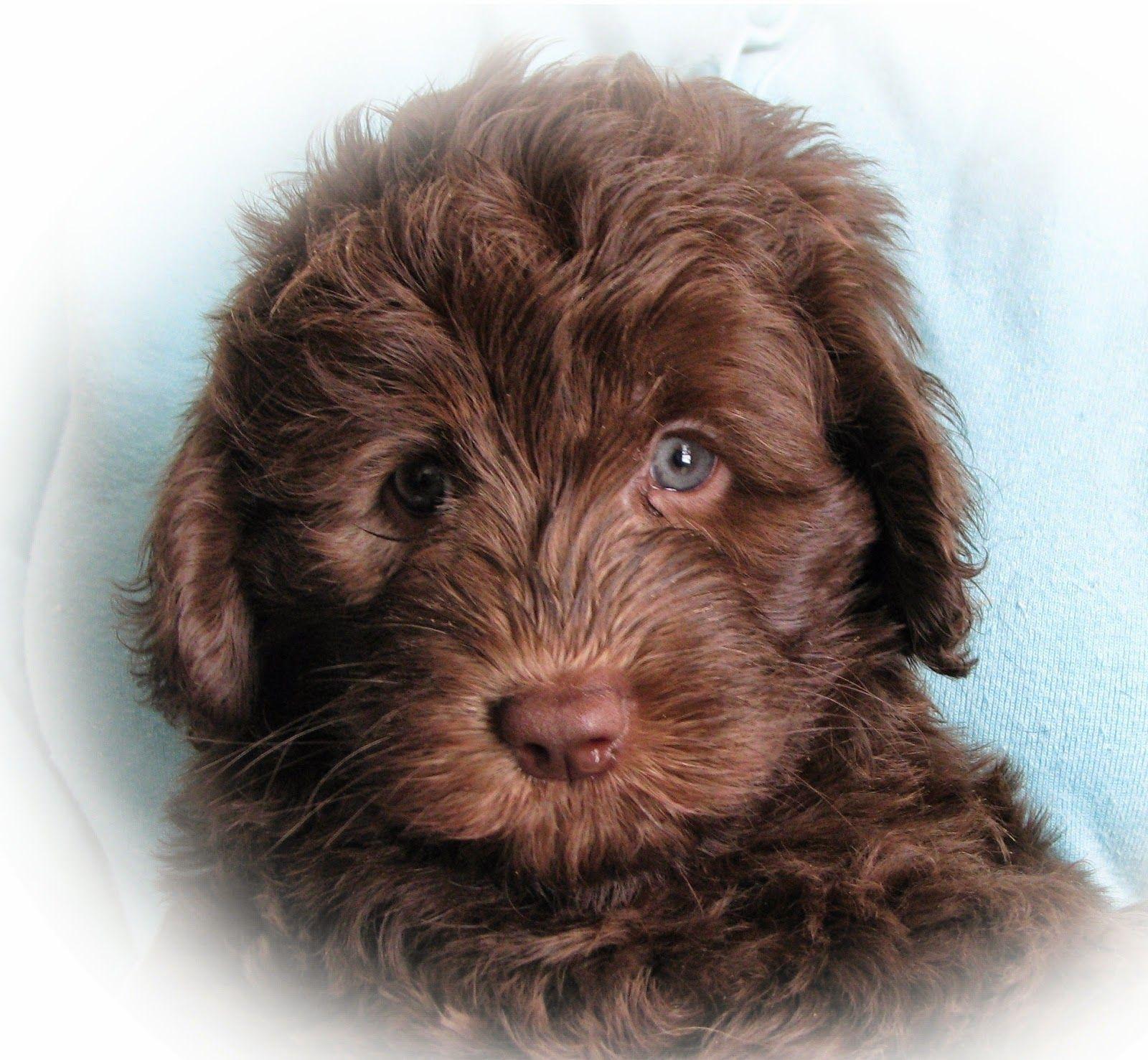 Labradoodle Wallpapers Wallpaper Cave