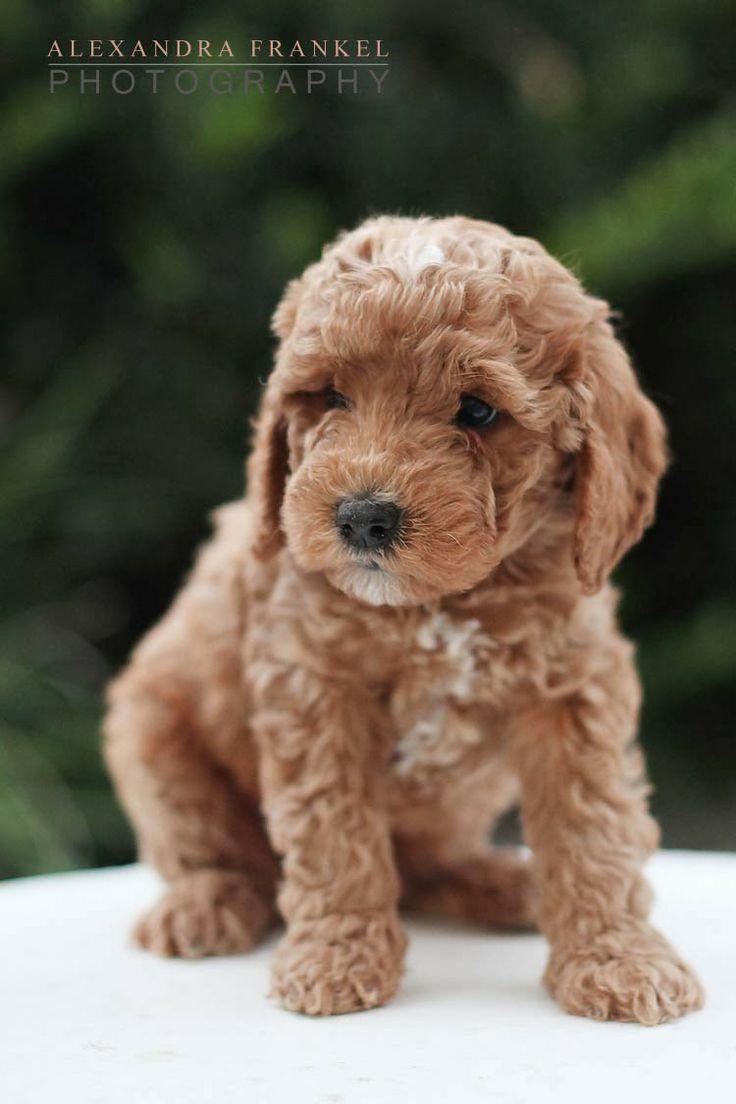 Labradoodle Wallpapers Wallpaper Cave