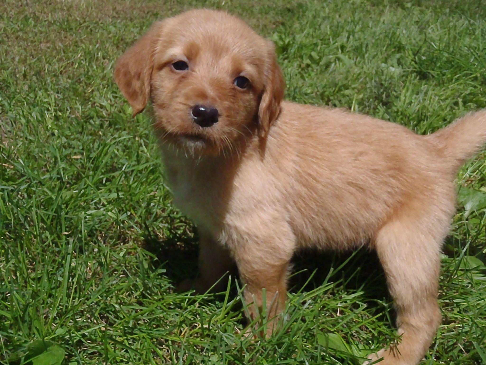 Labradoodle Wallpapers Wallpaper Cave