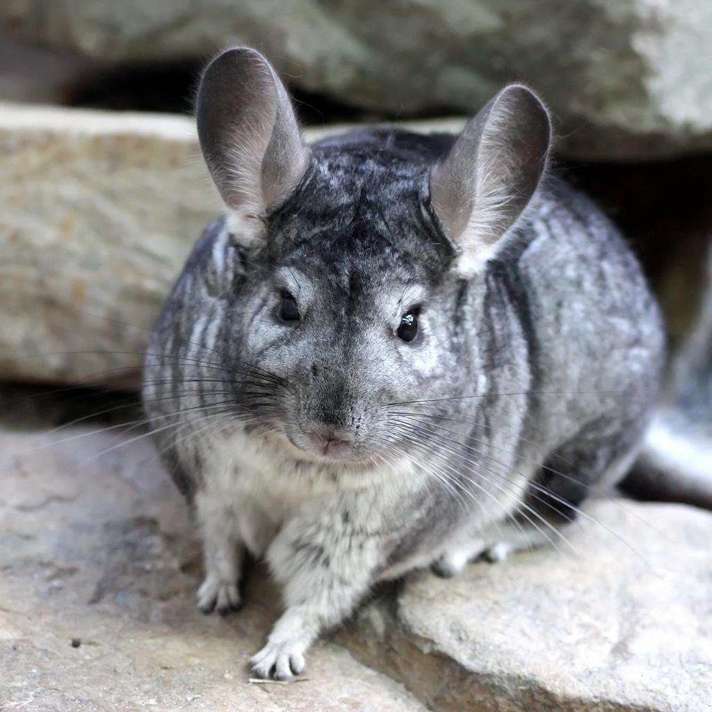 Chinchilla Wallpapers Wallpaper Cave