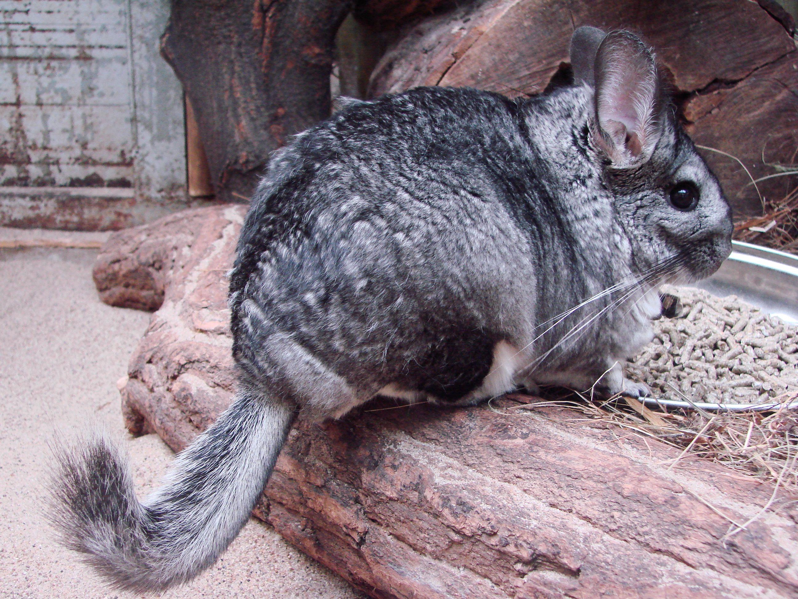 Chinchilla Wallpapers Wallpaper Cave