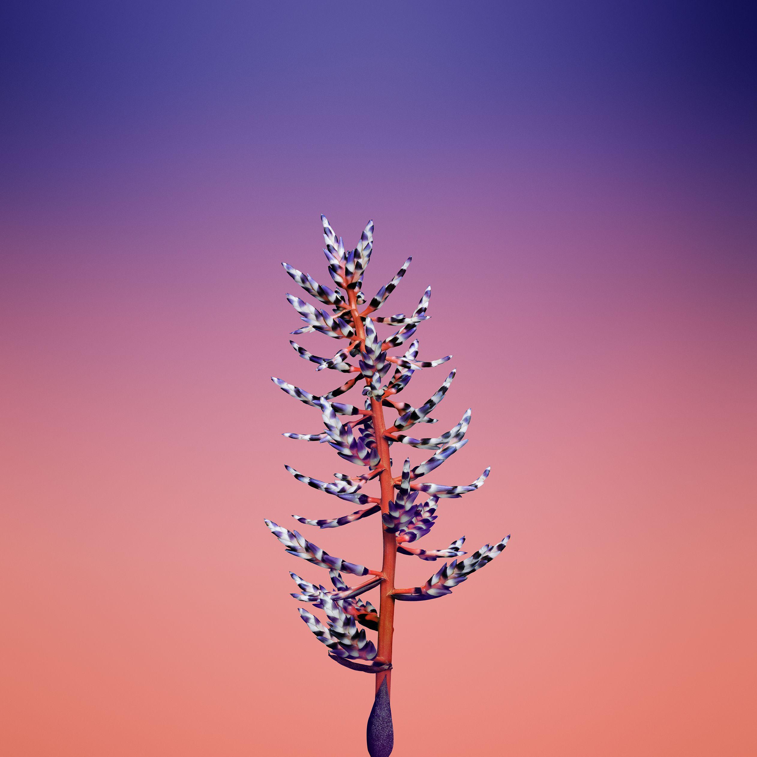 iOS 11 Wallpapers Wallpaper Cave