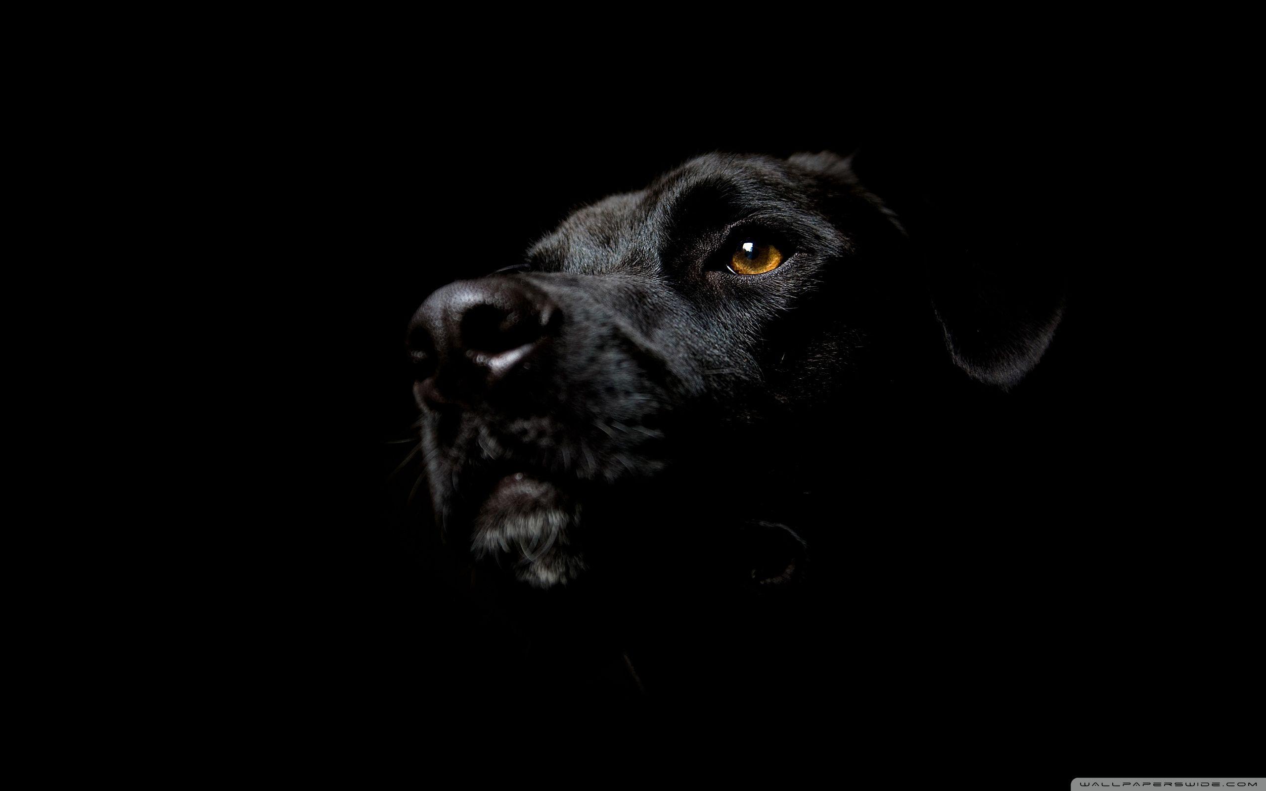 Black Dog Wallpaper