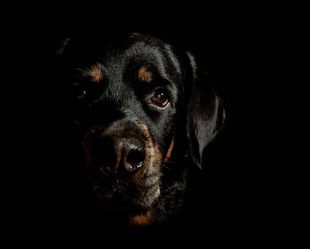 Black Dogs Wallpapers Wallpaper Cave