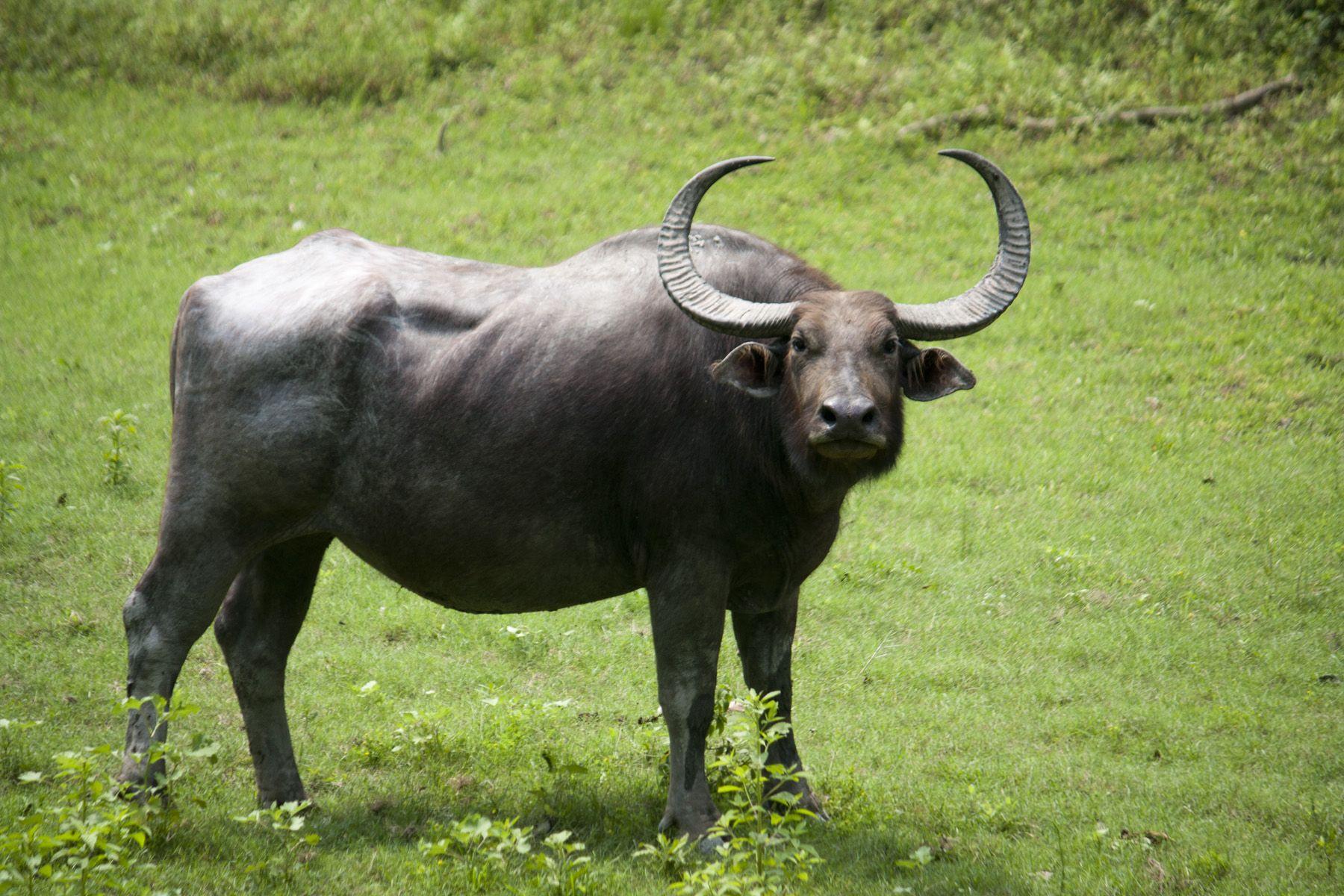 Water Buffalo Wallpapers Wallpaper Cave