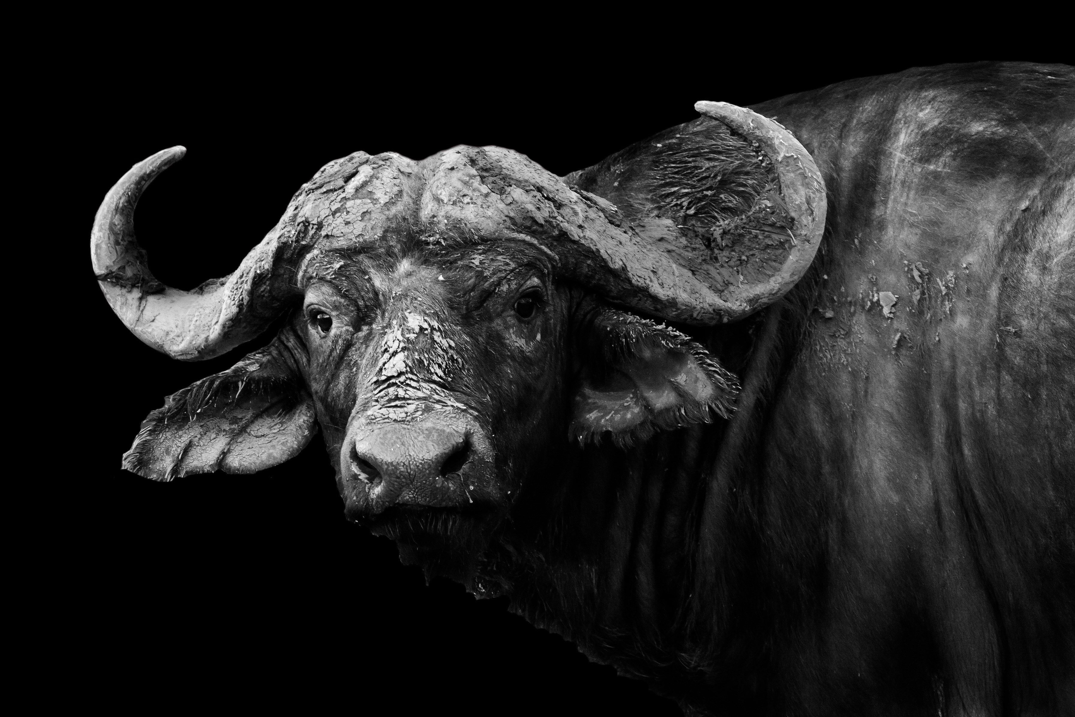 Water Buffalo Wallpapers Wallpaper Cave