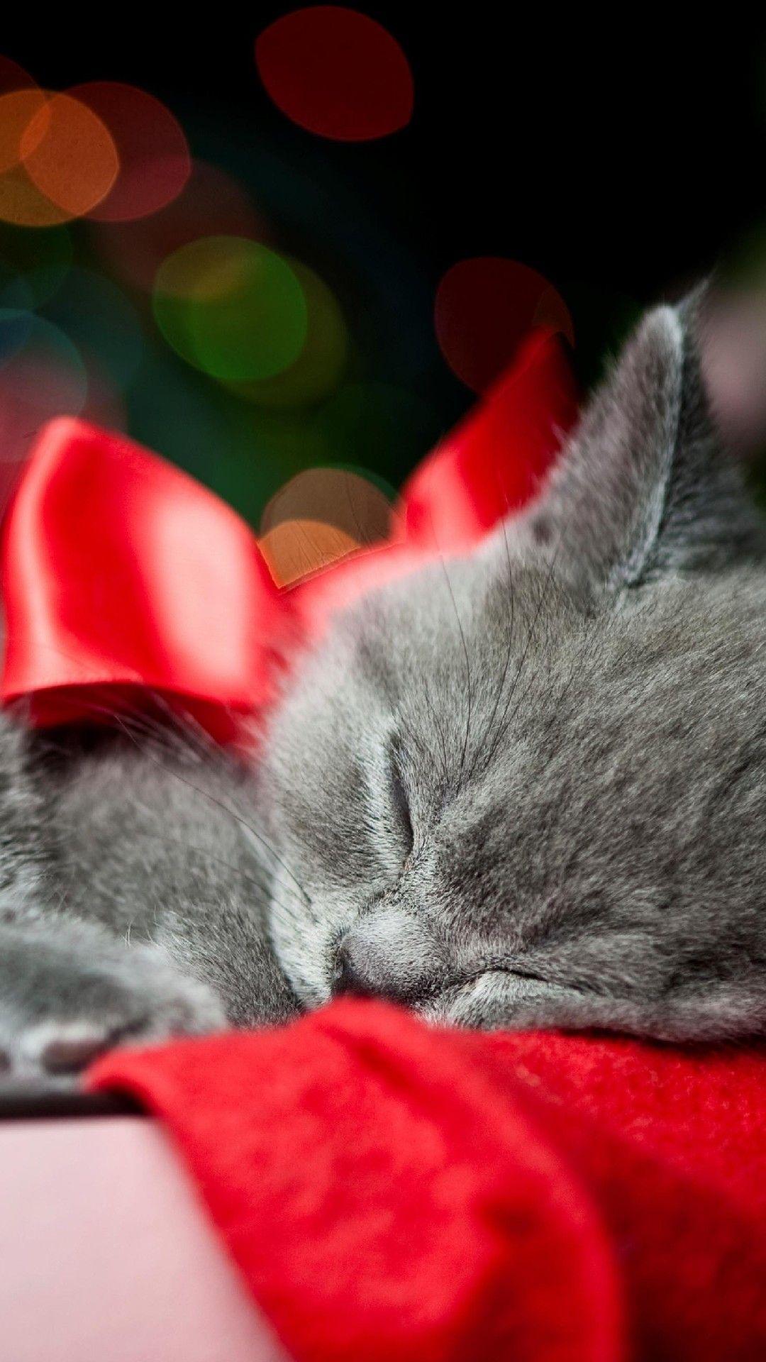 Christmas Cat Wallpapers Wallpaper Cave