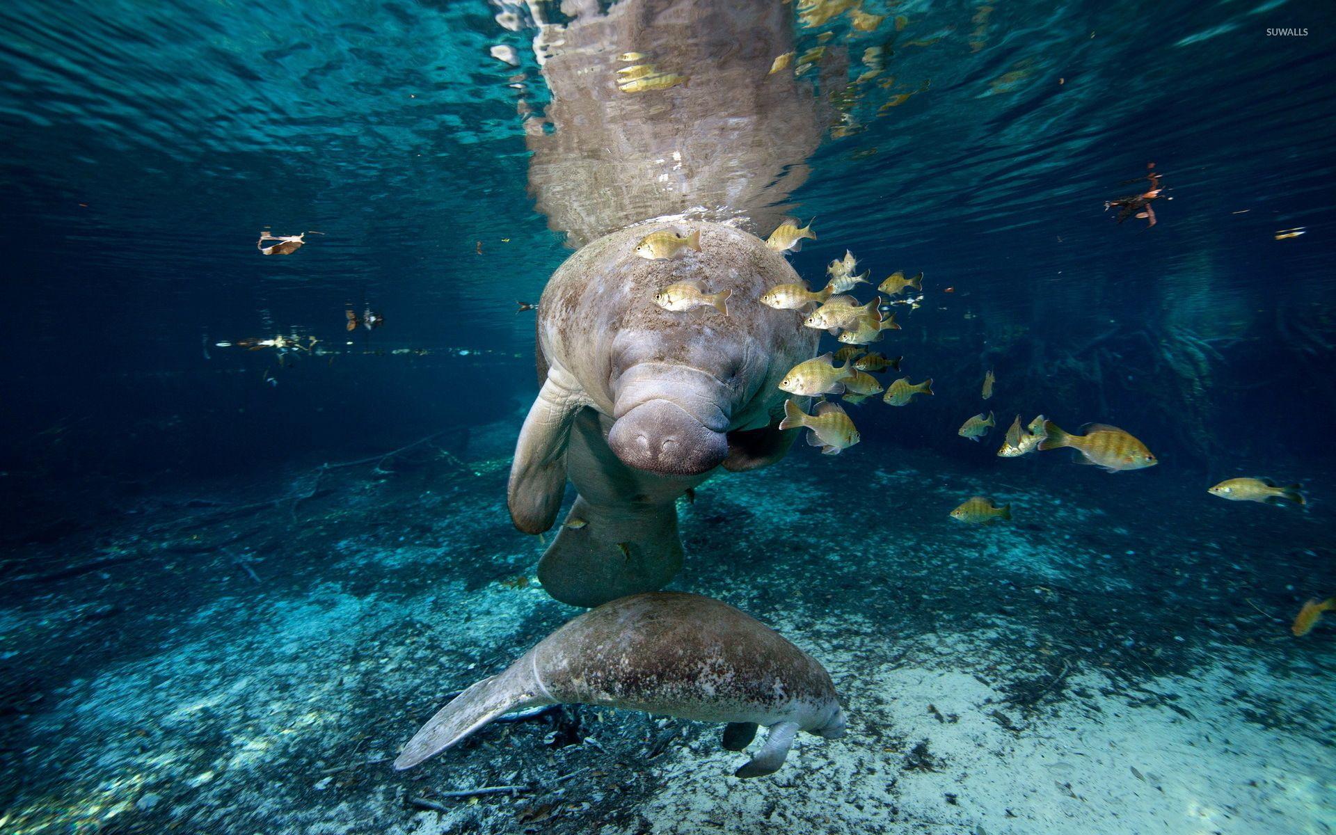 Manatees Wallpapers Wallpaper Cave