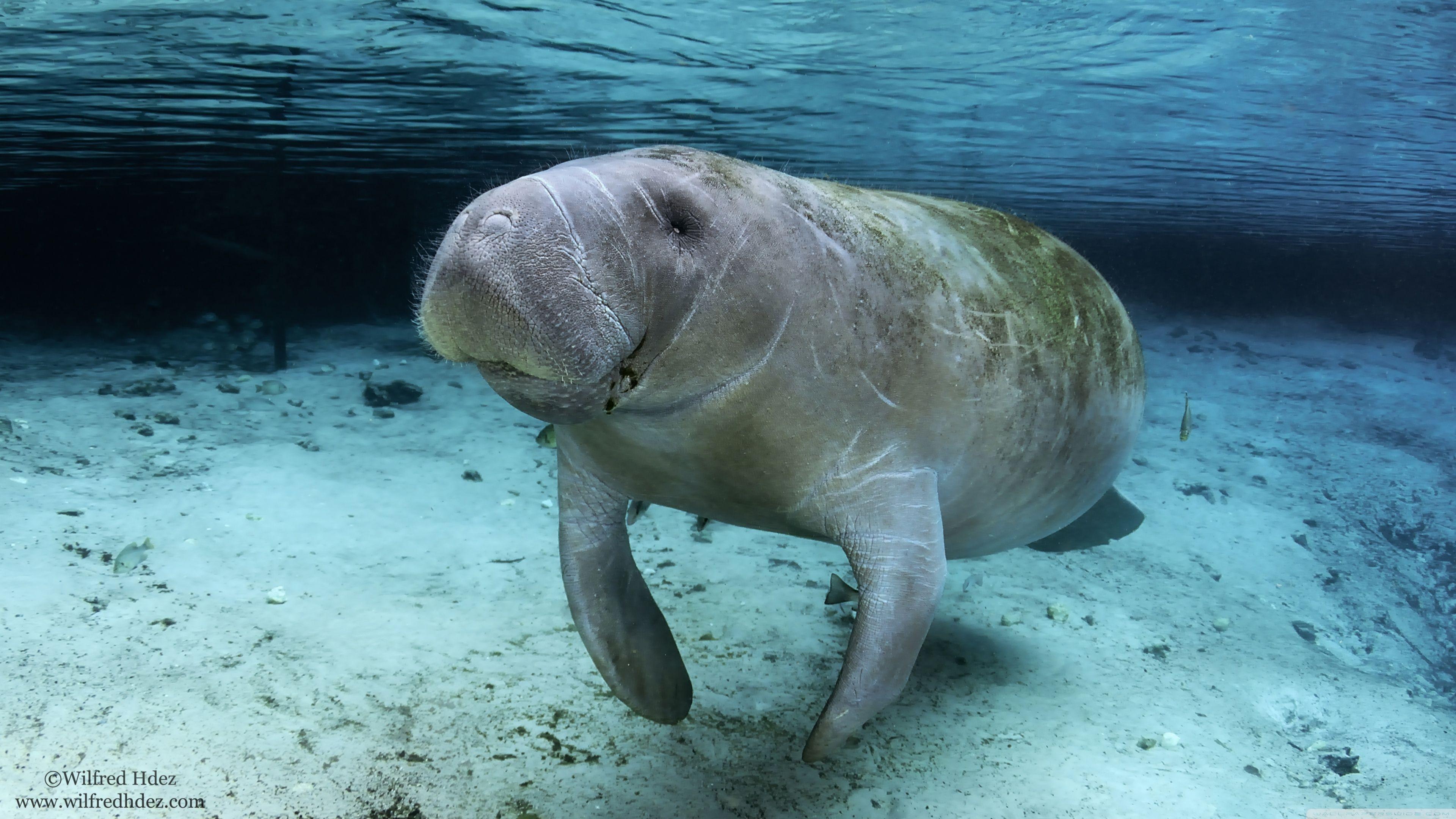 Manatees Wallpapers Wallpaper Cave