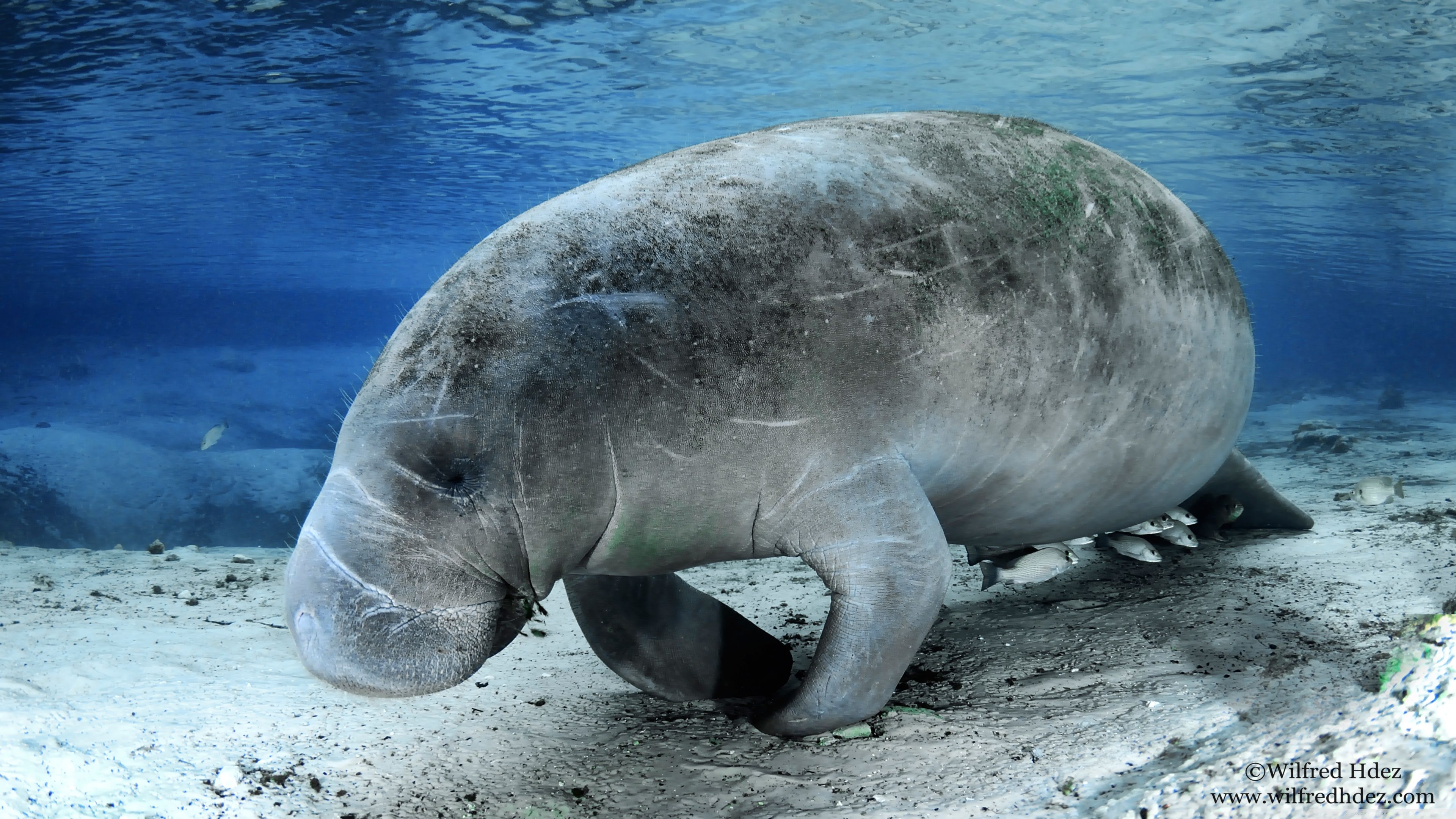 Manatees Wallpapers Wallpaper Cave