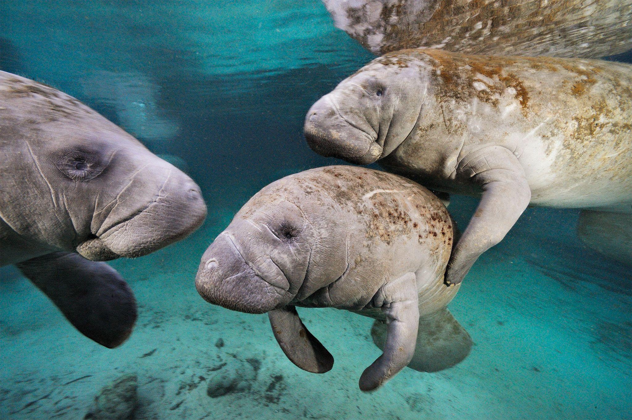 Manatees Wallpapers Wallpaper Cave