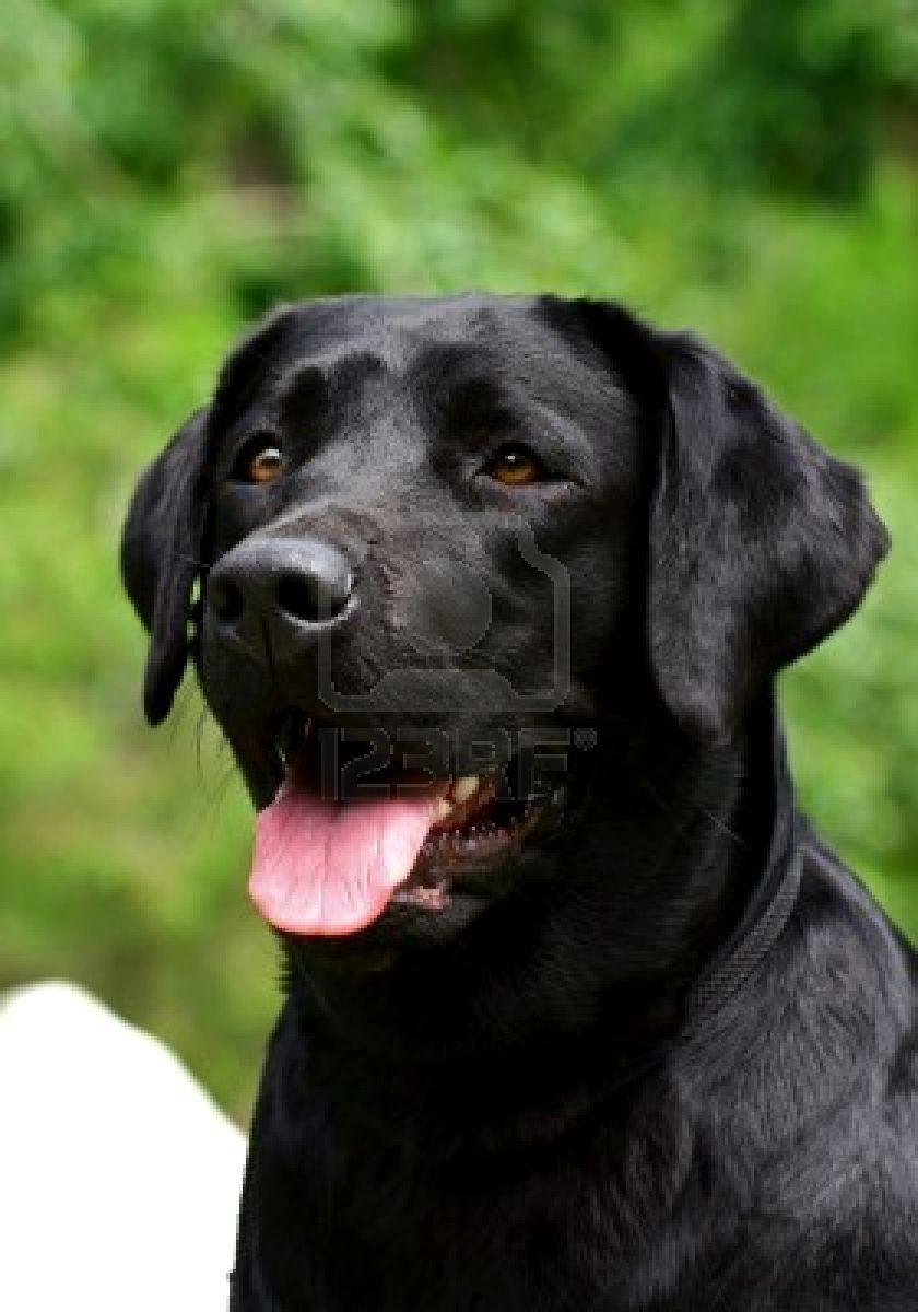 Black Lab Dog Wallpapers Wallpaper Cave
