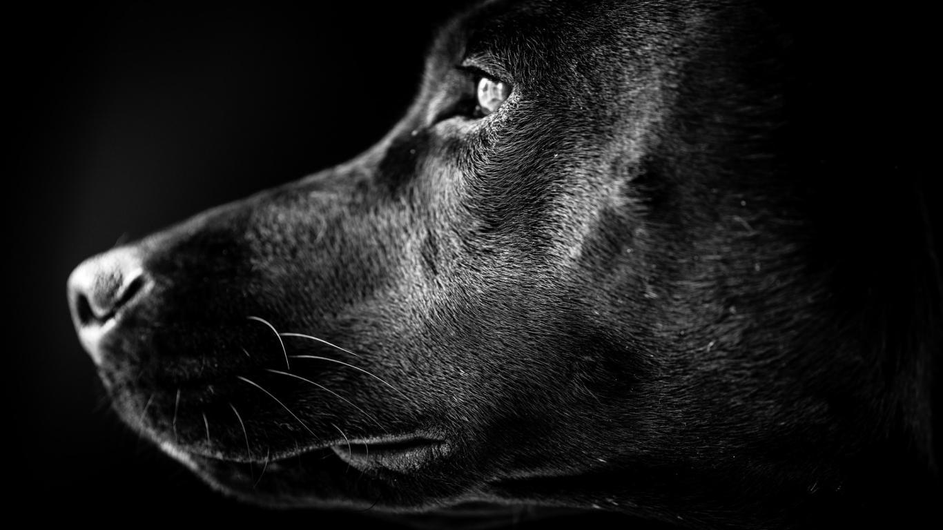 Black Labs Wallpapers Wallpaper Cave