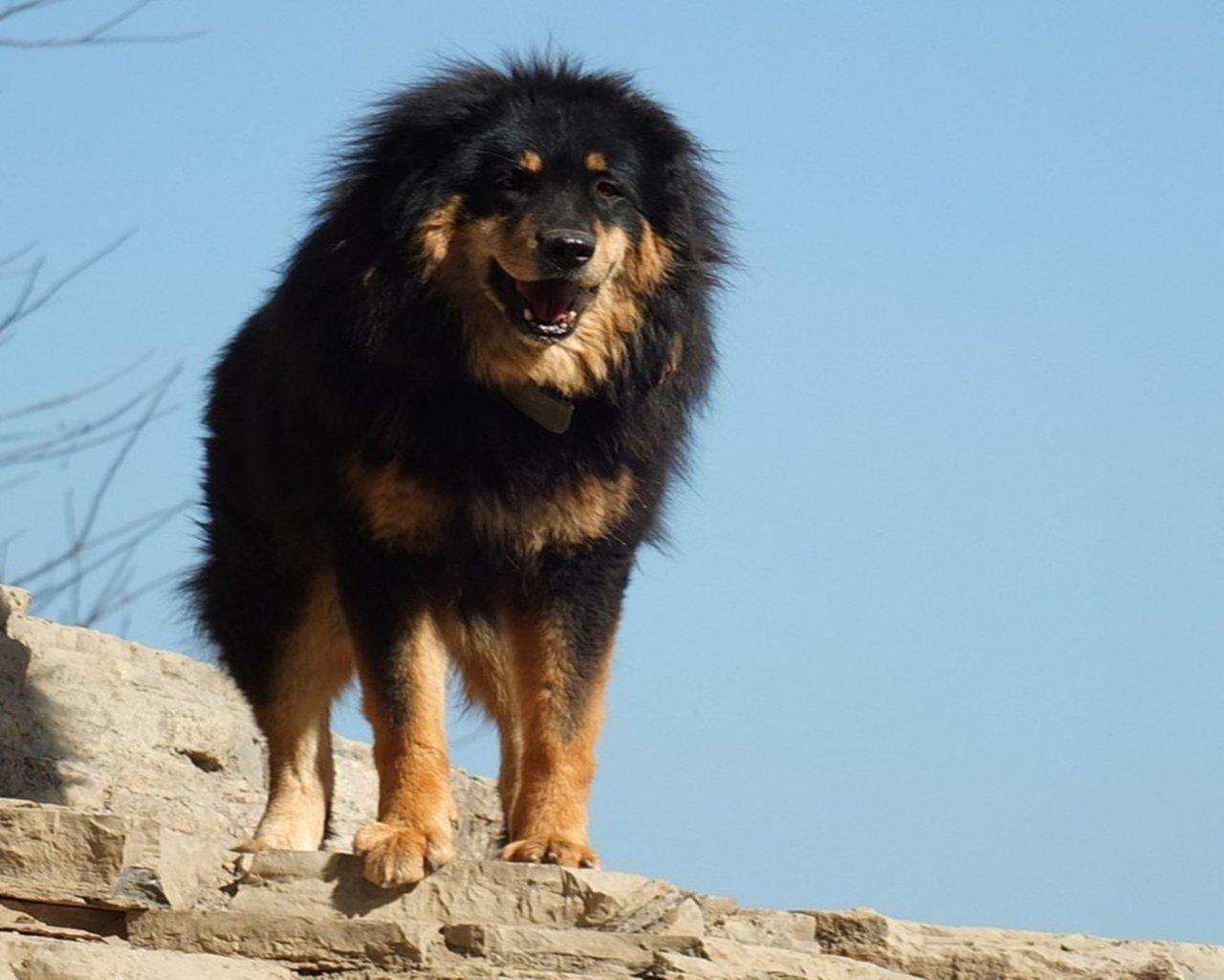 Tibetan Mastiff Wallpapers Wallpaper Cave