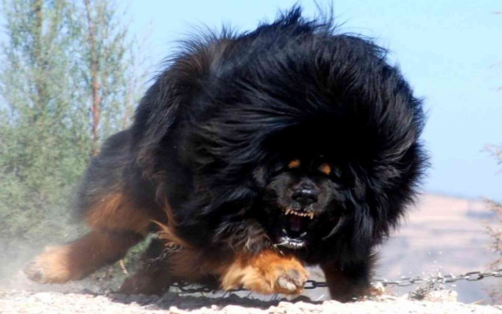 Tibetan Mastiff Wallpapers Wallpaper Cave