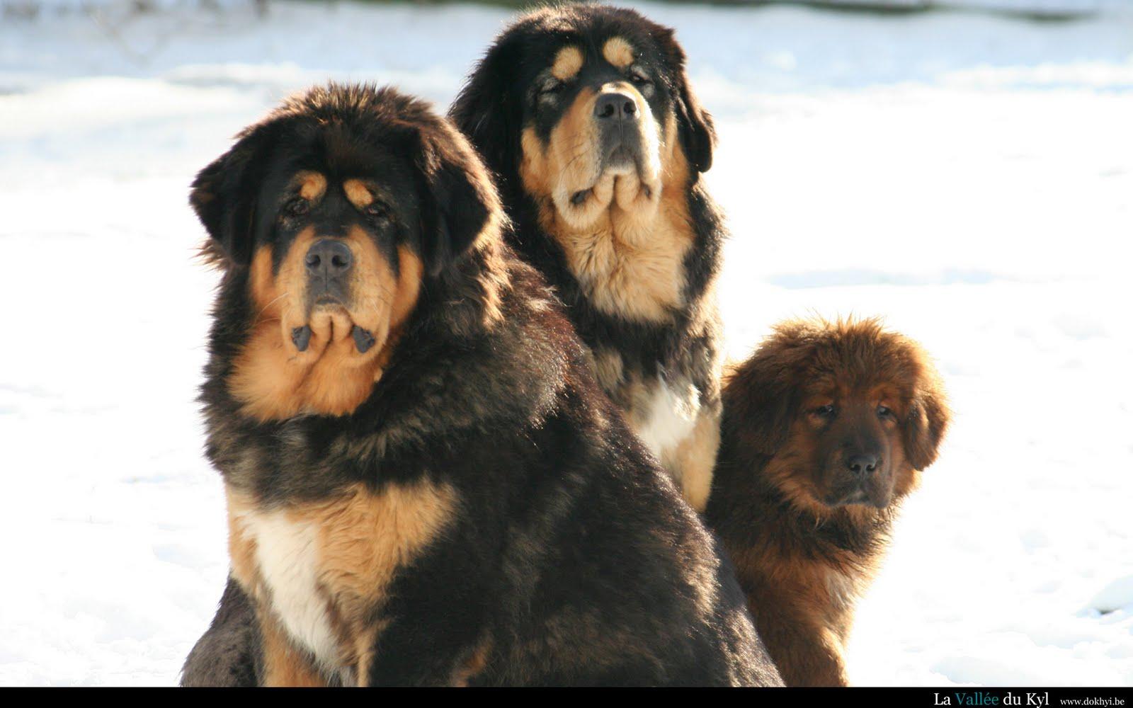 Tibetan Mastiff Wallpapers Wallpaper Cave