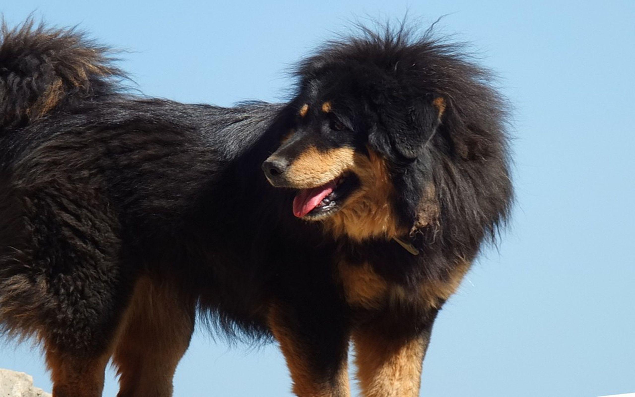 Tibetan Mastiff Wallpapers Wallpaper Cave