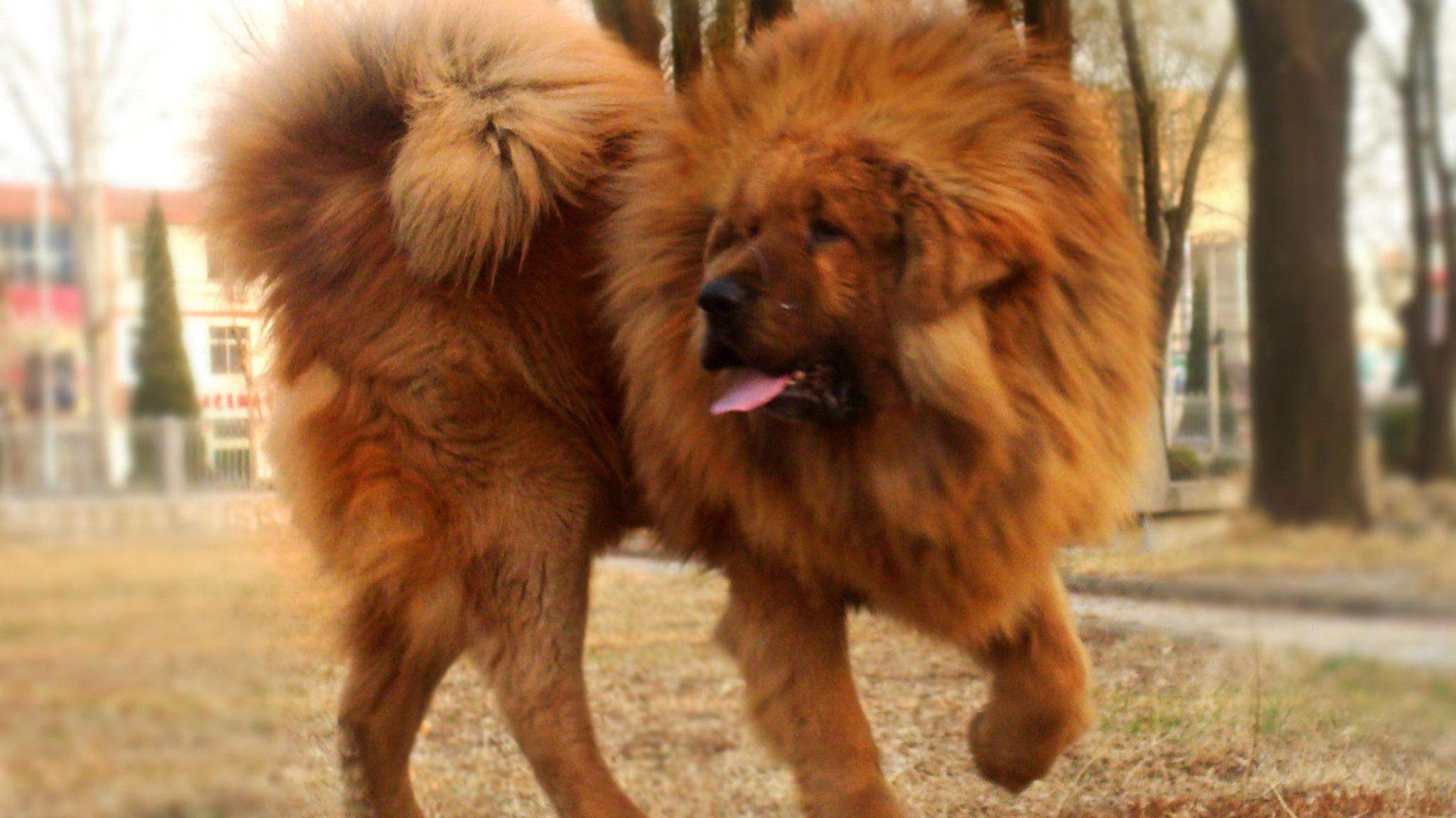 Tibetan Mastiff Wallpapers Wallpaper Cave