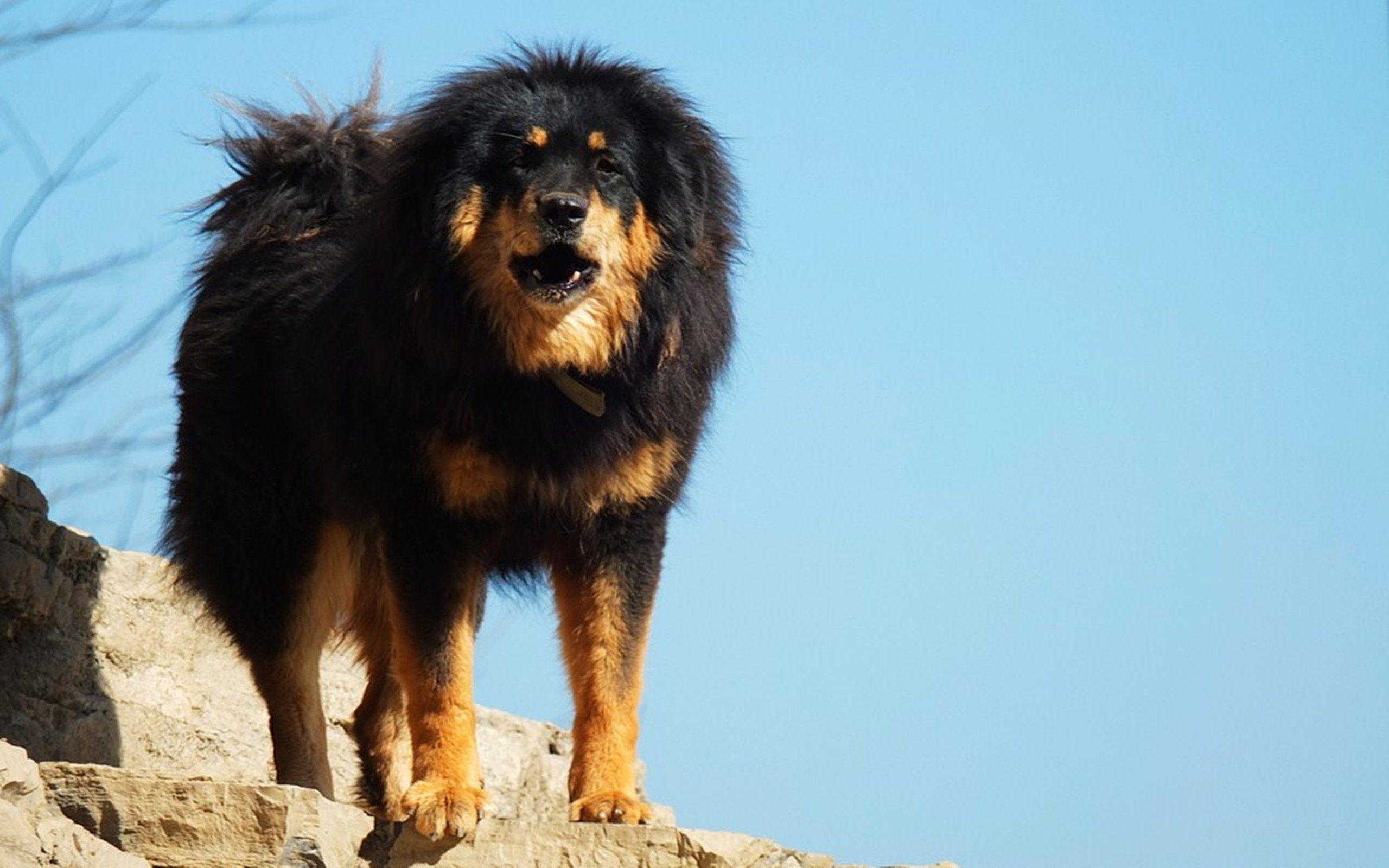 Tibetan Mastiff Wallpapers Wallpaper Cave