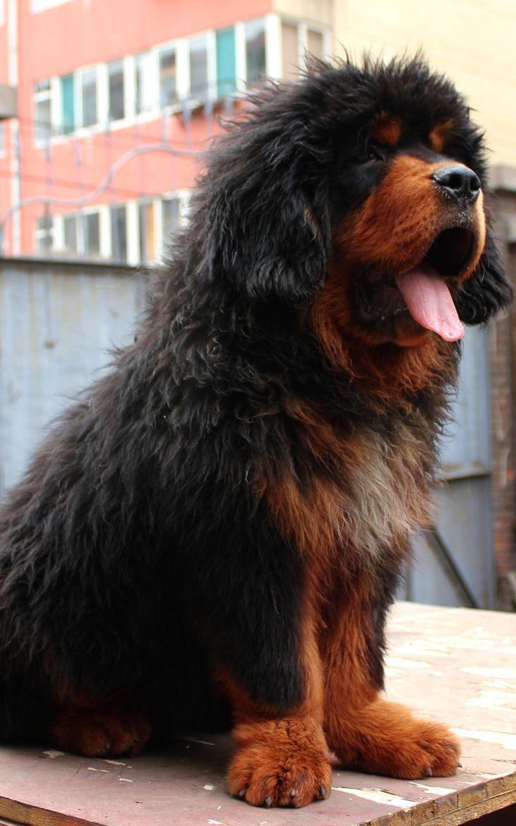 Tibetan Mastiff Wallpapers Wallpaper Cave