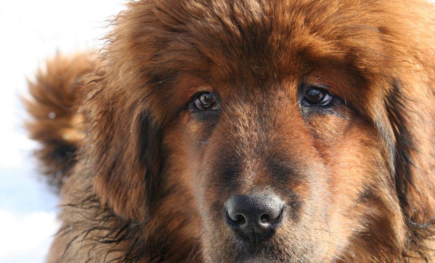 Tibetan Mastiff Wallpapers Wallpaper Cave
