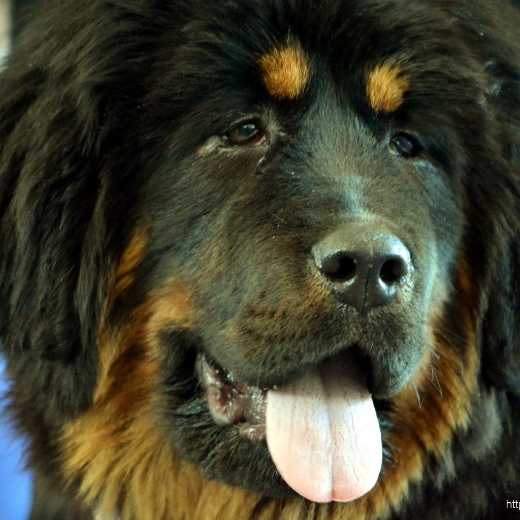 Tibetan Mastiff Wallpapers Wallpaper Cave