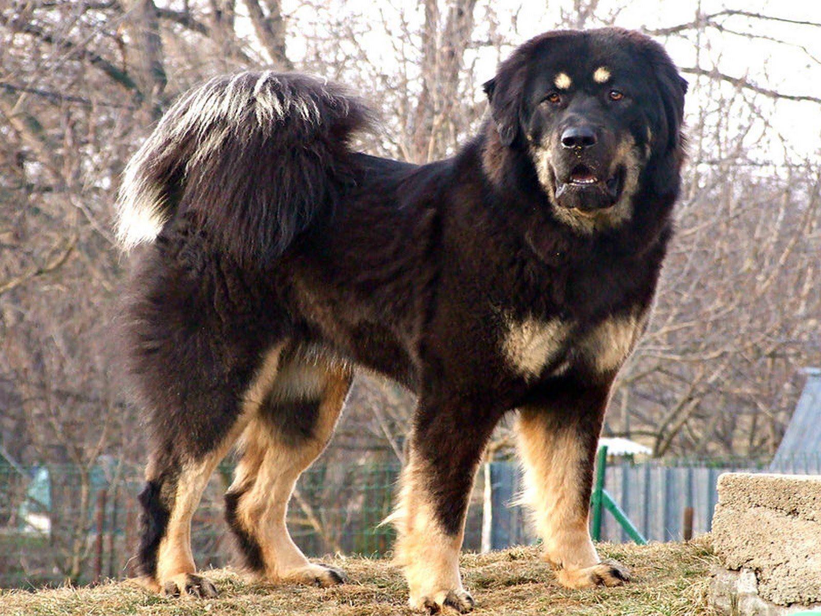 Tibetan Mastiff Wallpapers Wallpaper Cave
