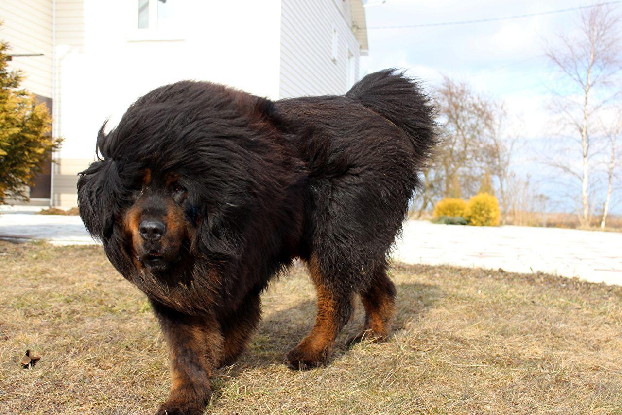Tibetan Mastiff Wallpapers Wallpaper Cave