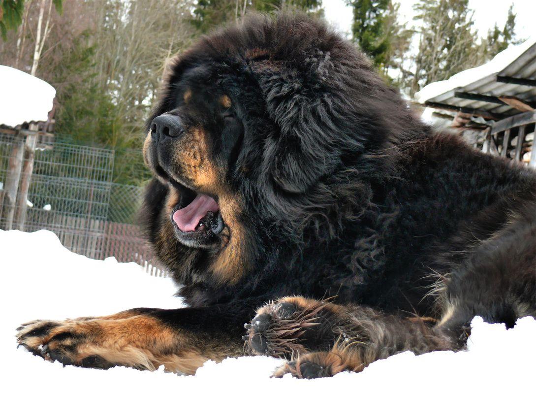 Tibetan Mastiff Wallpapers Wallpaper Cave