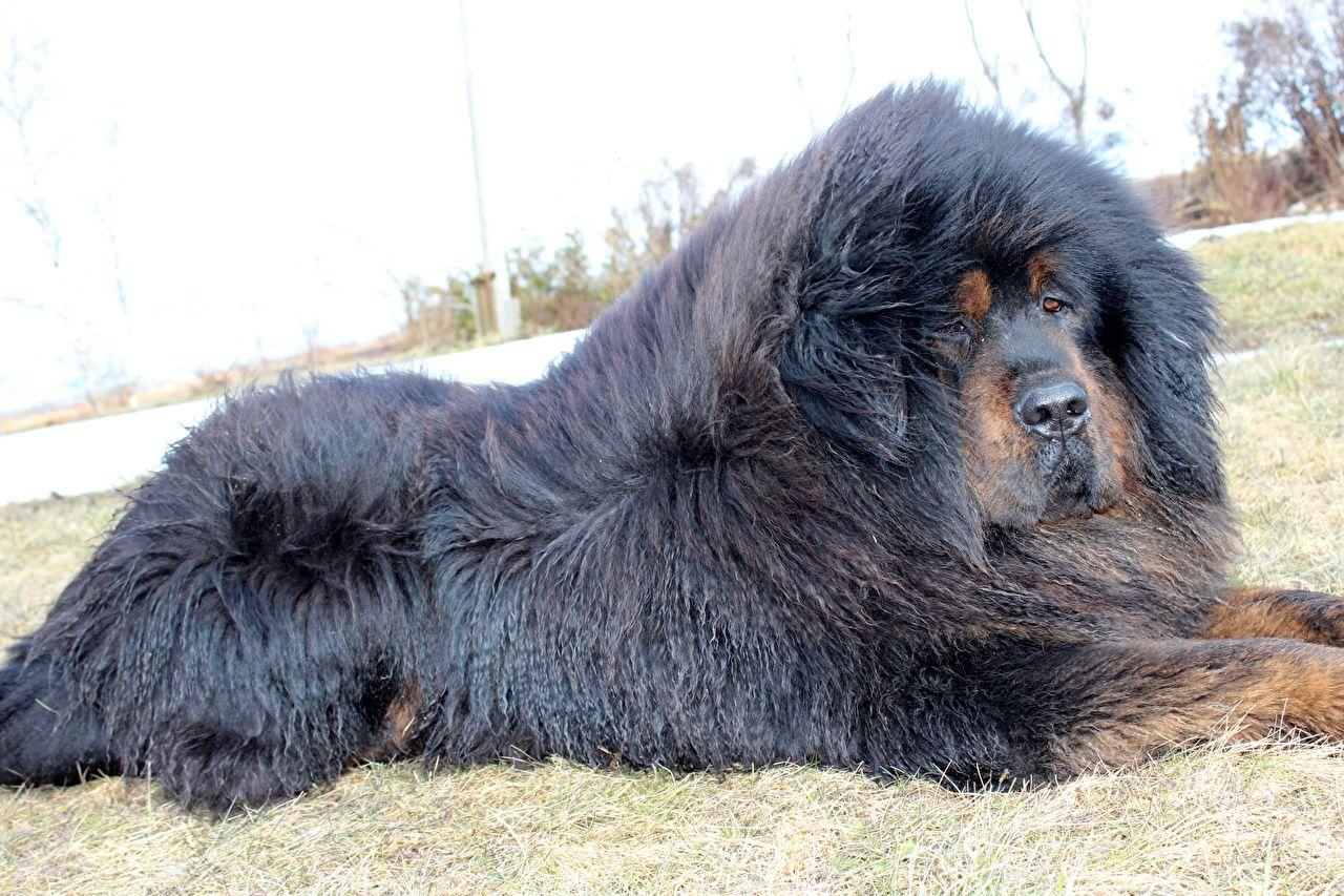 Tibetan Mastiff Wallpapers Wallpaper Cave
